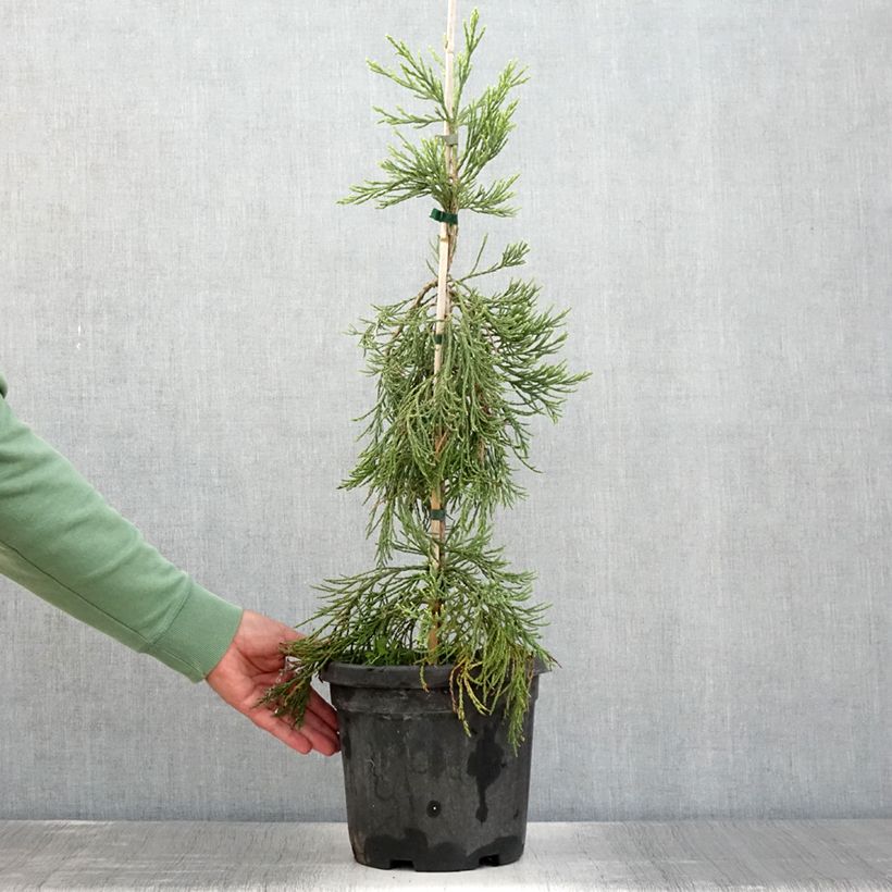 Ejemplar de Sequoiadendron giganteum Pendulum - Secuoya gigante Maceta 4L/5L entregado en verano