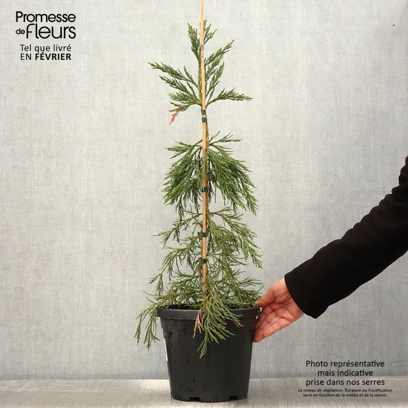 Sequoiadendron giganteum Pendulum - Secuoya gigante Maceta 4L/5L Ejemplar entregado en invierno