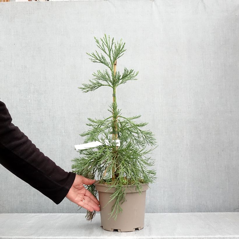Ejemplar de Sequoiadendron giganteum Pendulum - Secuoya gigante Maceta 4L/5L entregado en otoño