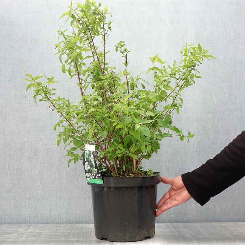Philadelphus virginalis Albâtre - Celinda Maceta 7,5L/10L Ejemplar entregado en la primavera