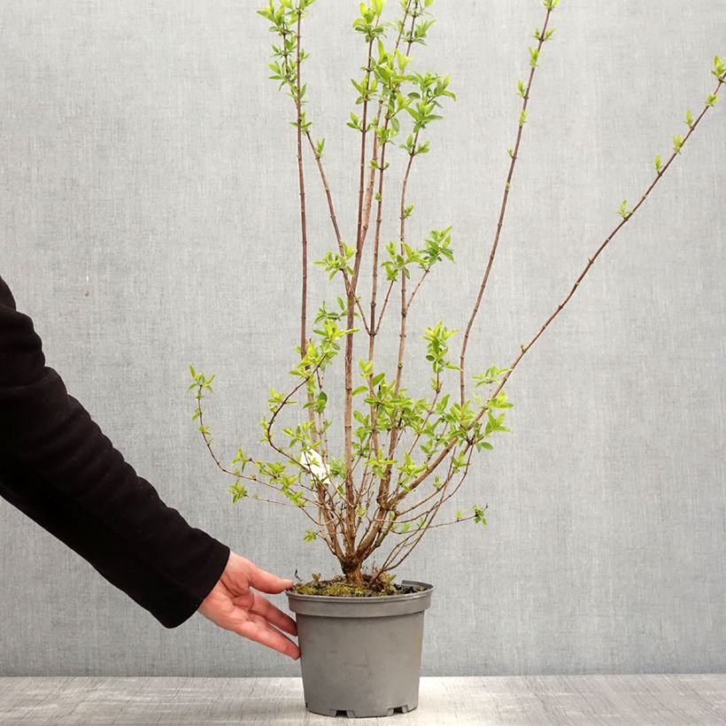 Philadelphus virginalis Mrs E.L. Robinson - Celinda Maceta 2L/3L Ejemplar entregado en la primavera