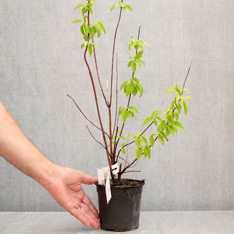 Ejemplar de Philadelphus virginalis Natchez - Celinda Maceta 4L/5L entregado en otoño