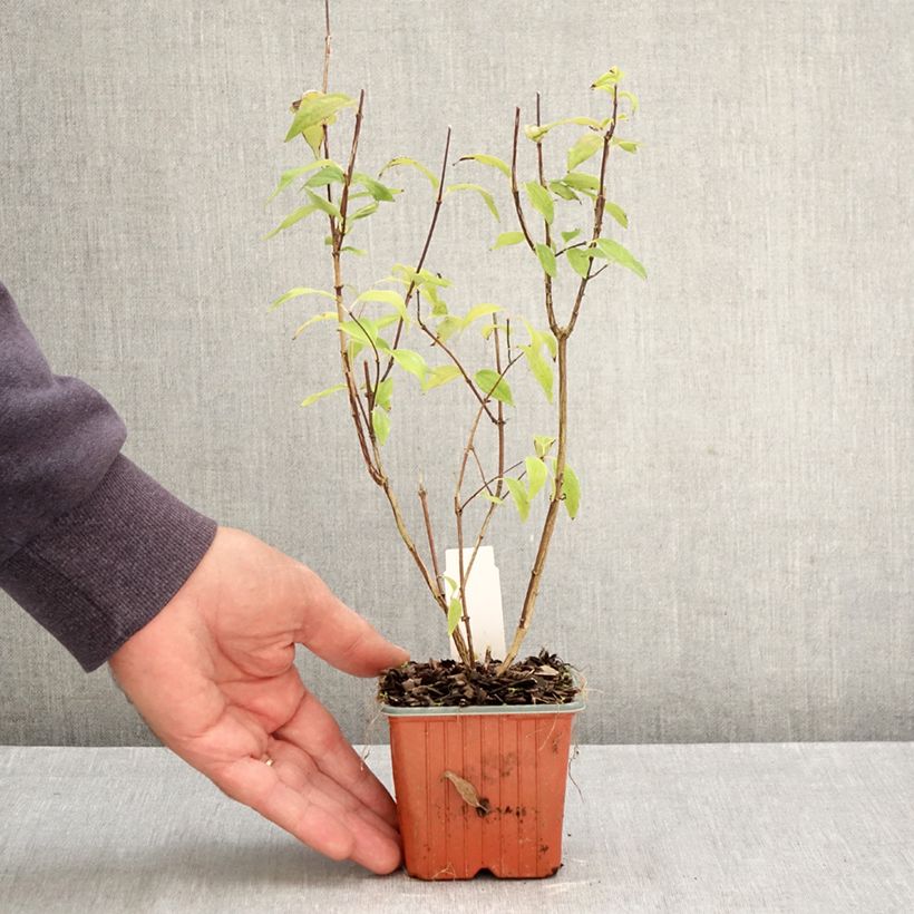 Ejemplar de Philadelphus lemoinei - Celinda Maceta de 8/9 cm entregado en otoño