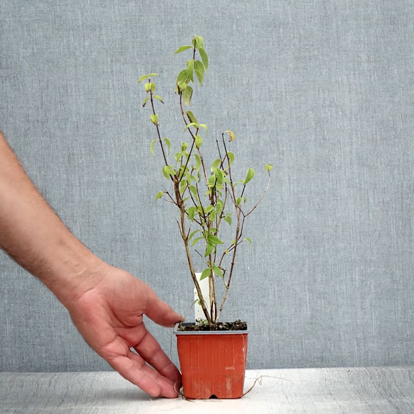 Ejemplar de Philadelphus lemoinei - Celinda Maceta de 8/9 cm entregado en verano
