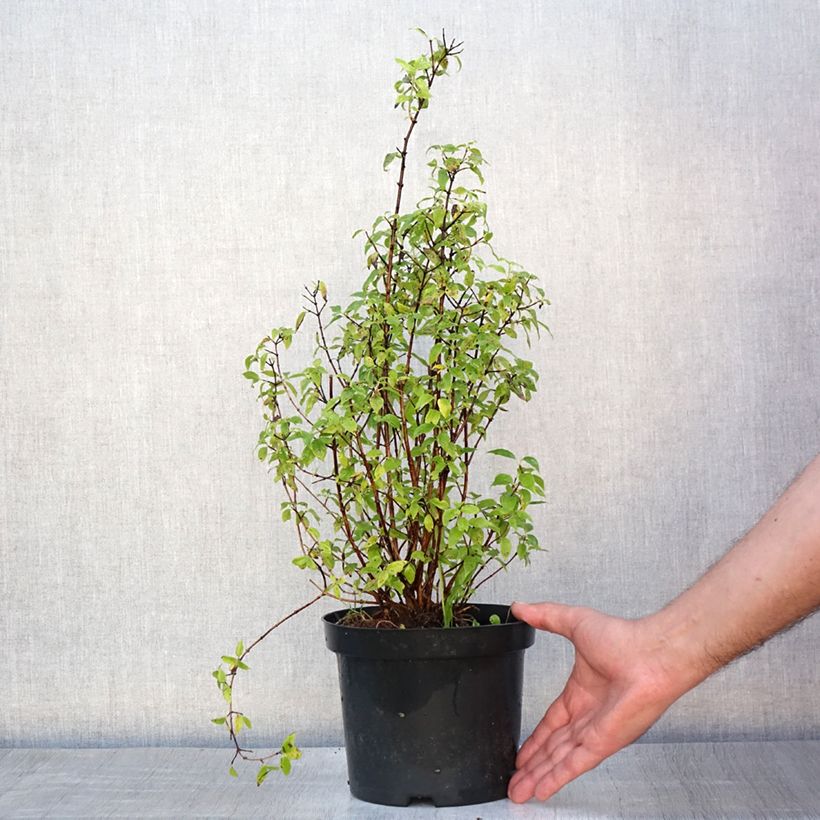 Ejemplar de Philadelphus lemoinei - Celinda Maceta 3L/4L entregado en verano