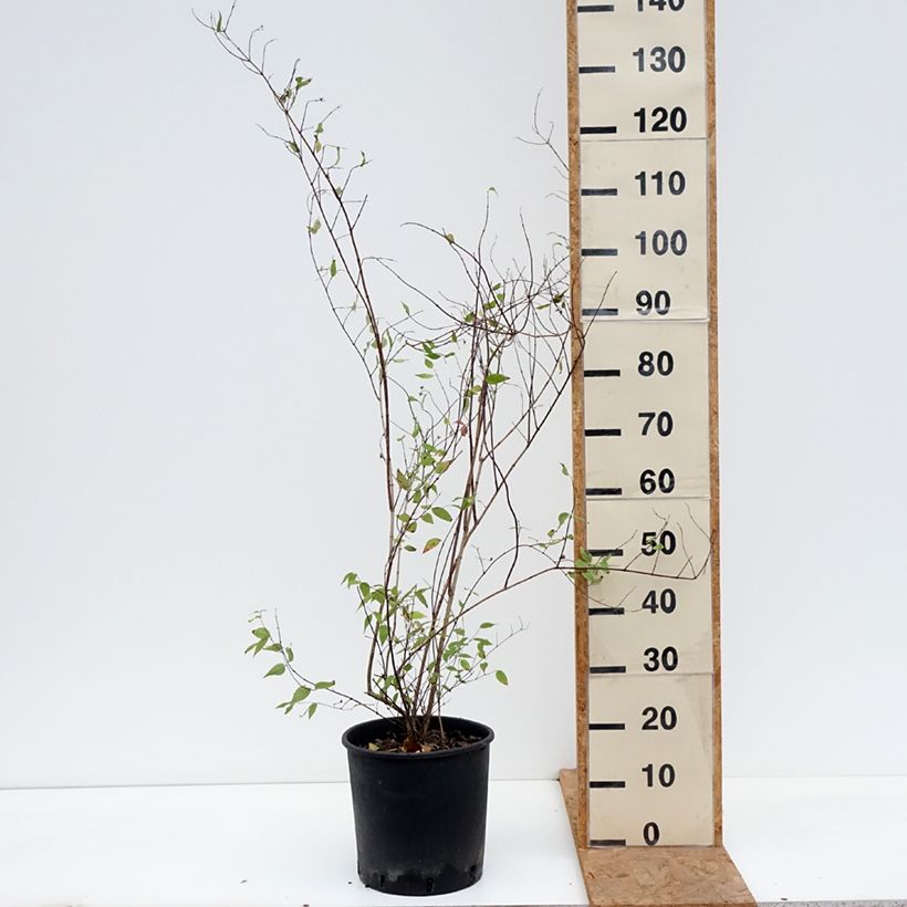 Ejemplar de Philadelphus lemoinei - Celinda Maceta 7,5L/10L entregado en otoño