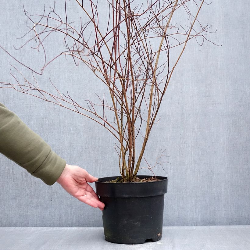 Philadelphus lemoinei - Celinda Maceta 7,5L/10L Ejemplar entregado en invierno