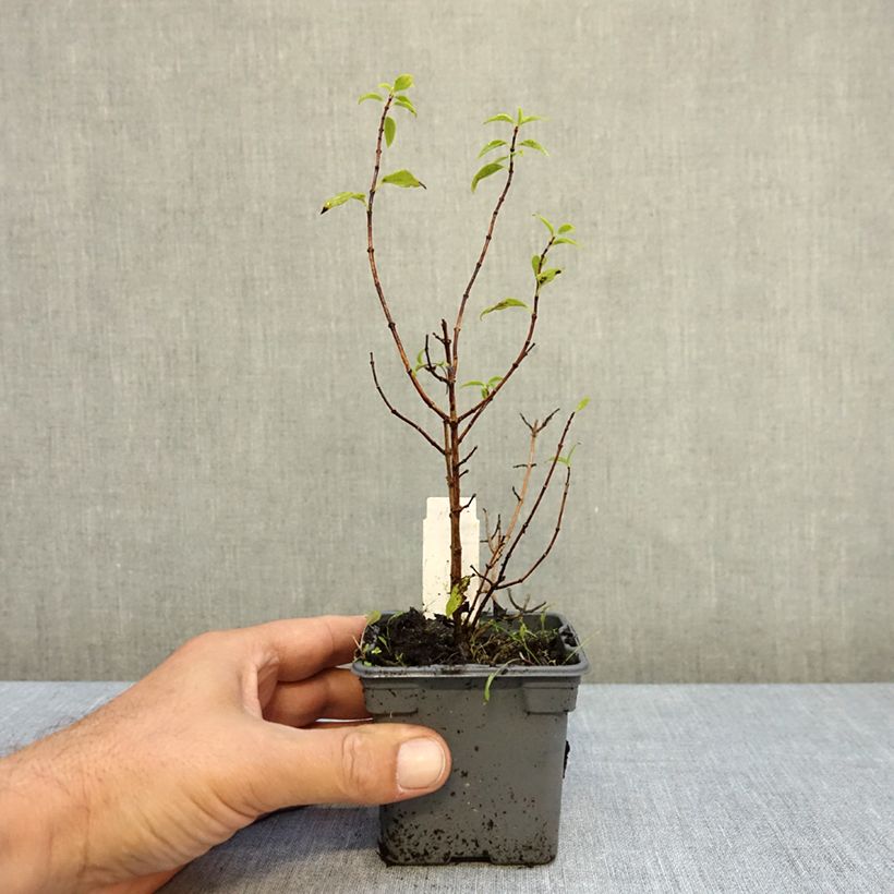 Ejemplar de Philadelphus lemoinei Manteau d'Hermine - Celinda Maceta de 8/9 cm entregado en otoño