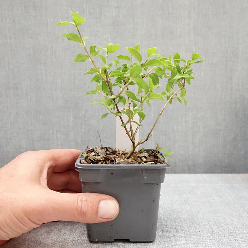 Philadelphus lemoinei Manteau d'Hermine - Celinda Maceta de 8/9 cm Ejemplar entregado en la primavera