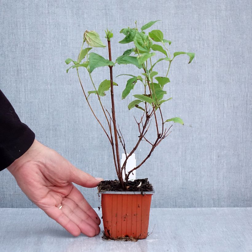 Ejemplar de Philadelphus Belle Etoile - Celinda Maceta de 8/9 cm entregado en otoño