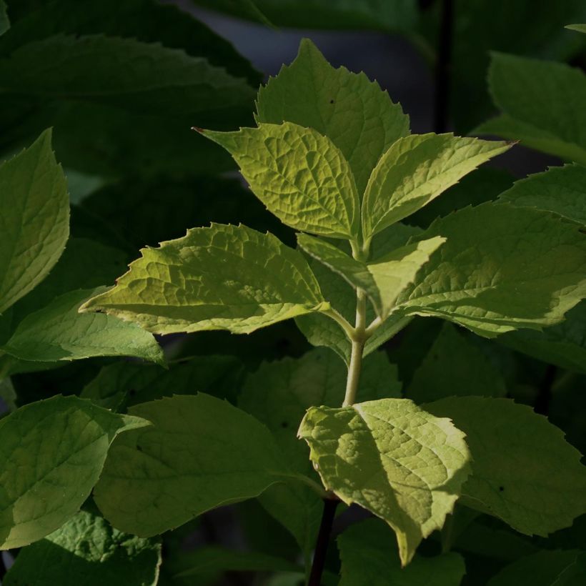Philadelphus coronarius Aureus - Celinda (Follaje)