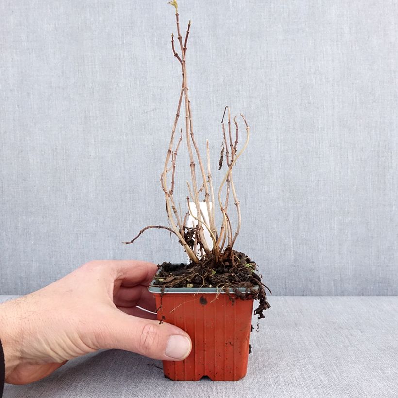 Philadelphus coronarius Aureus - Celinda Maceta de 8/9 cm Ejemplar entregado en invierno