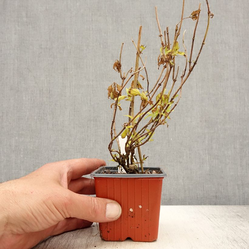 Philadelphus coronarius Aureus - Celinda Maceta de 8/9 cm Ejemplar entregado en la primavera