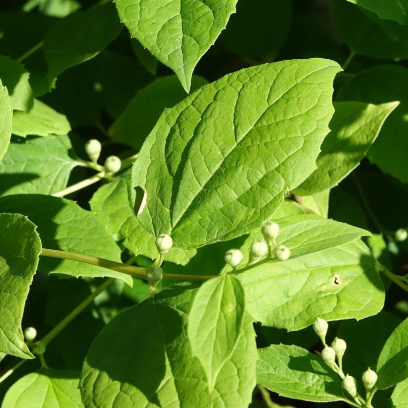 Philadelphus coronarius Godzisz - Celinda (Follaje)