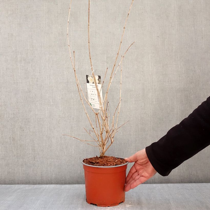 Philadelphus coronarius Godzisz - Celinda Maceta 3L/4L Ejemplar entregado en invierno