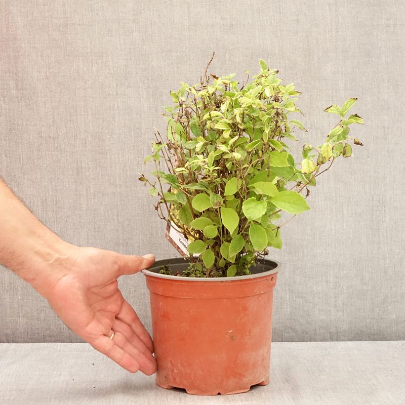 Ejemplar de Philadelphus coronarius Kostelec WB - Celinda Maceta 3L/4L entregado en verano