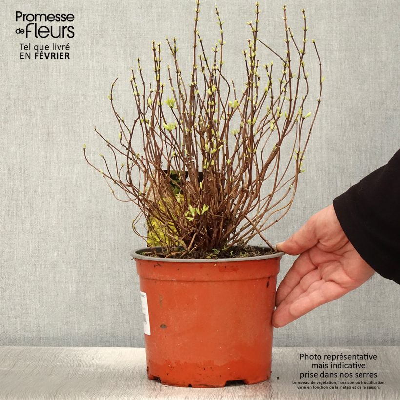 Philadelphus coronarius Kostelec WB - Celinda Maceta 3L/4L Ejemplar entregado en invierno