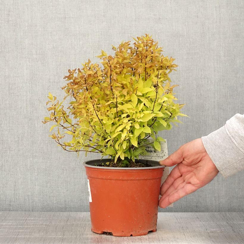 Philadelphus coronarius Kostelec WB - Celinda Maceta 3L/4L Ejemplar entregado en la primavera