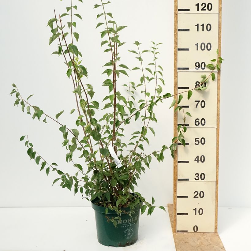 Ejemplar de Philadelphus lemoinei Innocence - Celinda Maceta 7,5L/10L entregado en verano