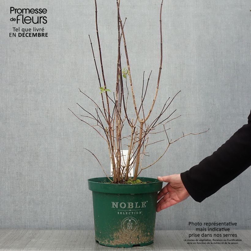 Ejemplar de Philadelphus Starbright - Celinda Maceta 7,5L/10L entregado en otoño
