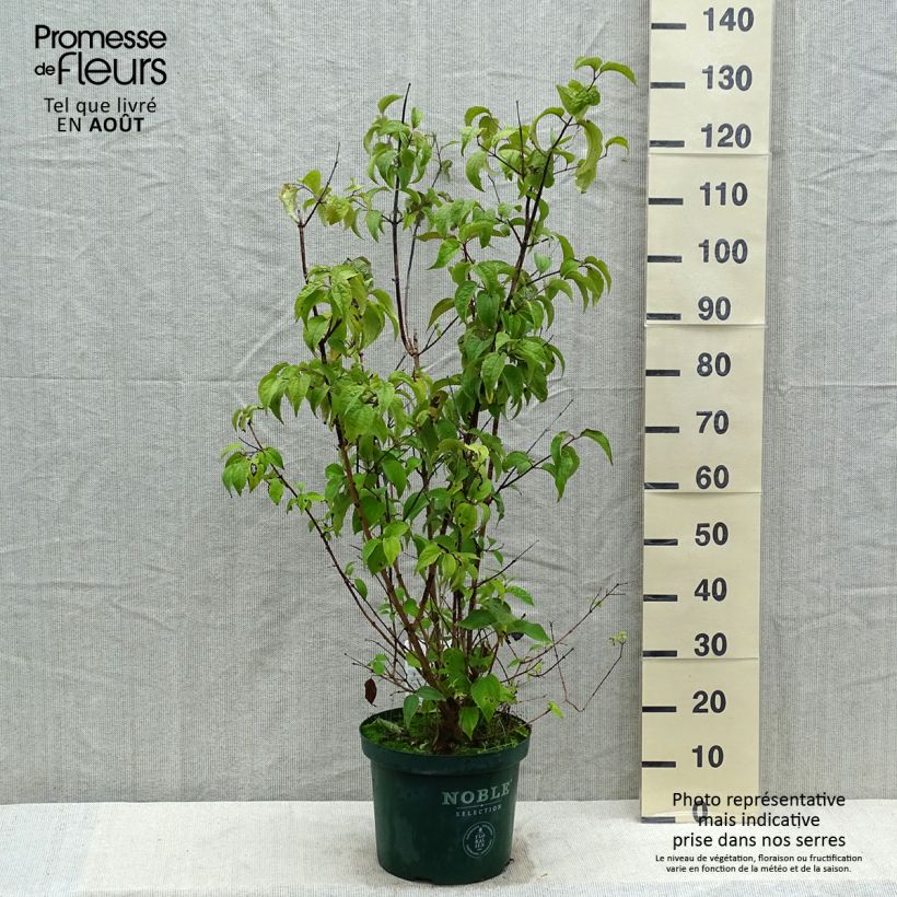 Ejemplar de Philadelphus Starbright - Celinda Maceta 7,5L/10L entregado en verano