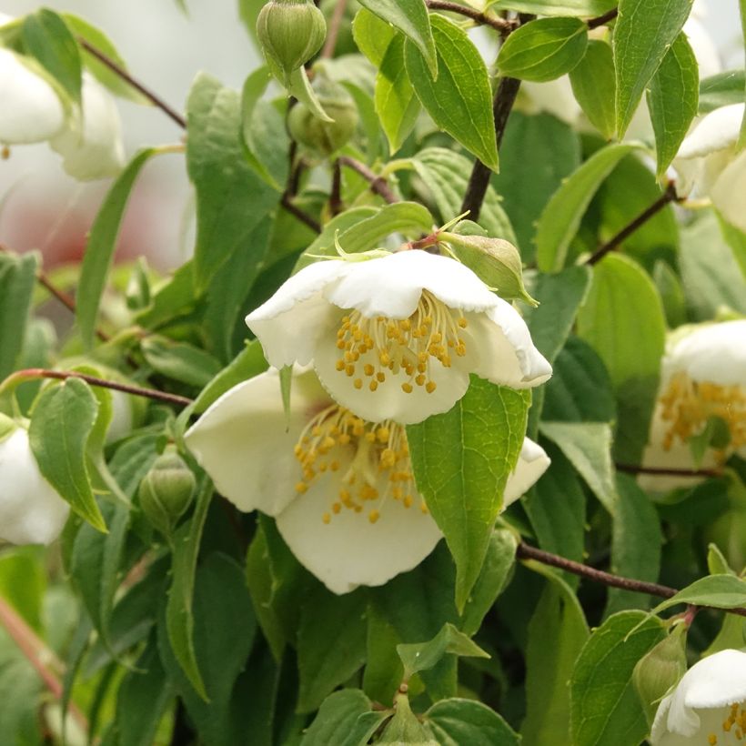 Philadelphus mexicanus - Celinda (Floración)