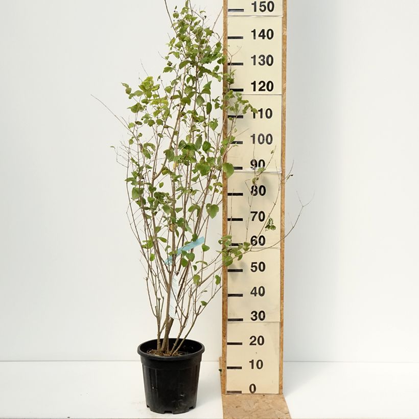 Ejemplar de Philadelphus virginalis Minnesota Snowflake - Celinda Maceta 7,5L/10L entregado en verano