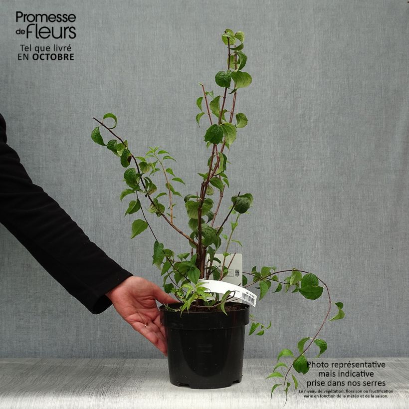 Ejemplar de Philadelphus Beauclerk - Celinda Maceta 2L/3L entregado en otoño