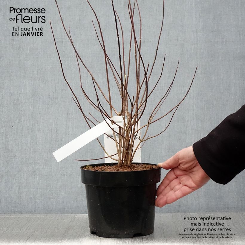 Philadelphus Beauclerk - Celinda Maceta 2L/3L Ejemplar entregado en invierno