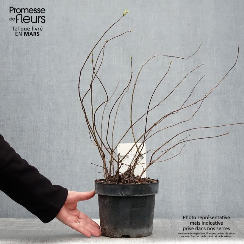 Philadelphus Beauclerk - Celinda Maceta 2L/3L Ejemplar entregado en la primavera