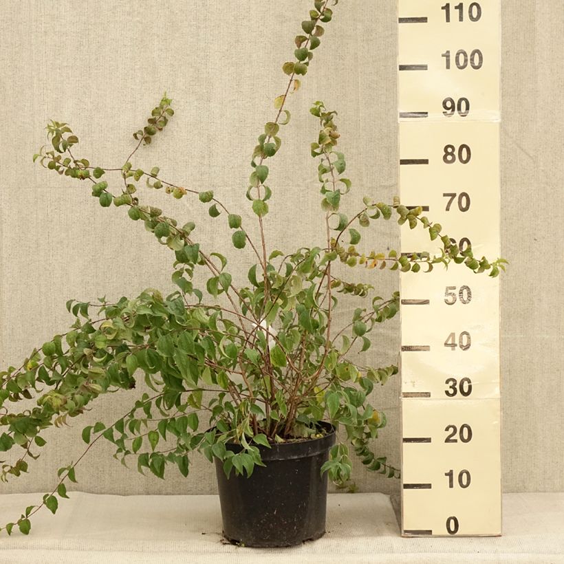 Ejemplar de Philadelphus Beauclerk - Celinda Maceta 7,5L/10L entregado en otoño