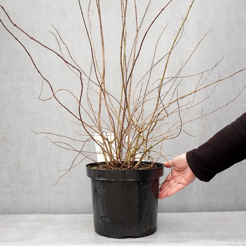 Philadelphus Beauclerk - Celinda Maceta 7,5L/10L Ejemplar entregado en invierno