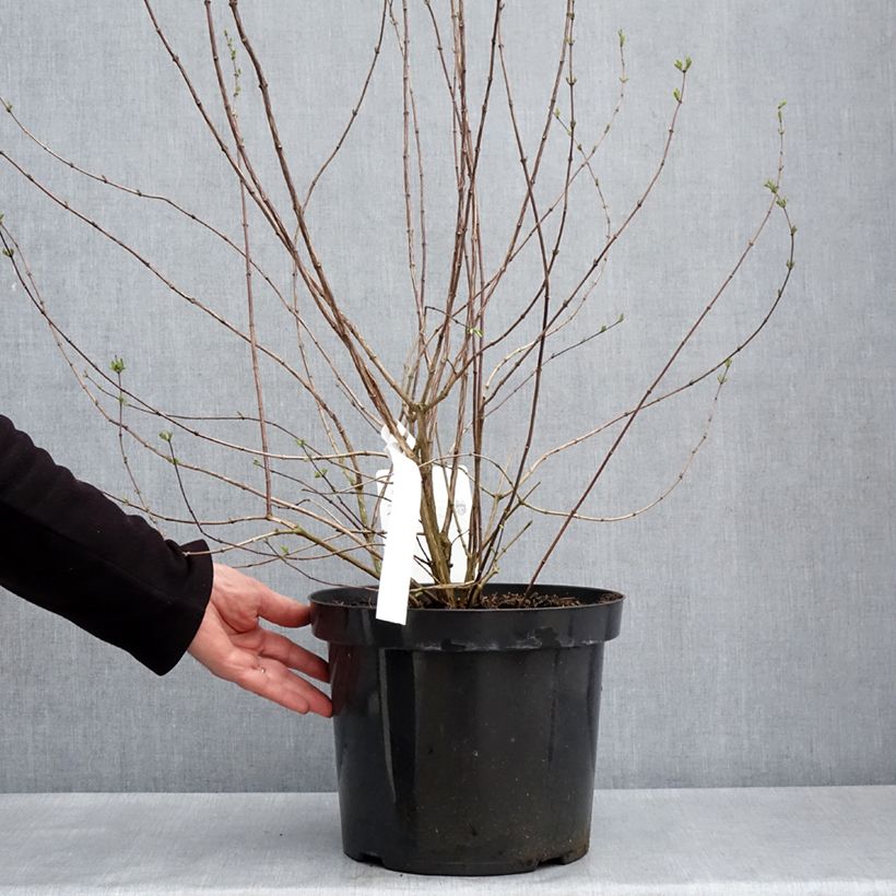 Philadelphus Beauclerk - Celinda Maceta 7,5L/10L Ejemplar entregado en la primavera