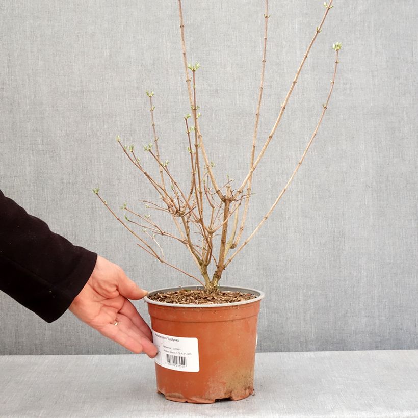 Philadelphus coronarius Justynka - Celinda Maceta 3L/4L Ejemplar entregado en la primavera