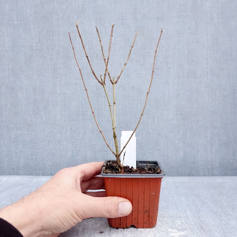 Philadelphus Frosty Morn - Celinda Maceta de 8/9 cm Ejemplar entregado en invierno