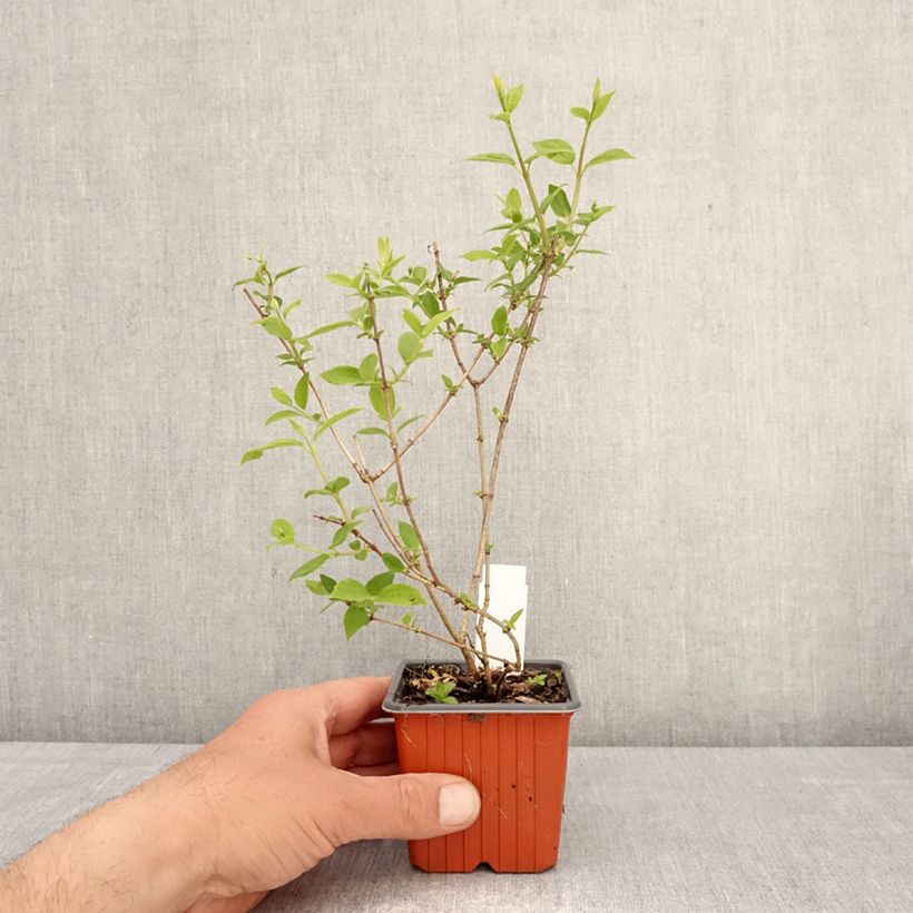 Philadelphus Frosty Morn - Celinda Maceta de 8/9 cm Ejemplar entregado en la primavera