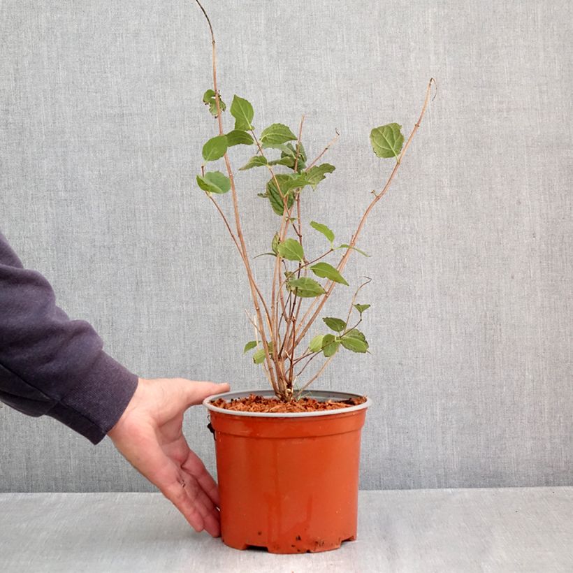 Ejemplar de Philadelphus Komsomolec - Celinda Maceta 3L/4L entregado en otoño