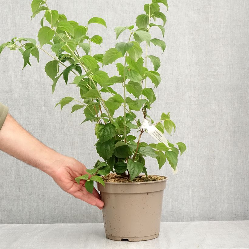 Ejemplar de Philadelphus Pearls of Perfume - Celinda Maceta 4L/5L entregado en otoño