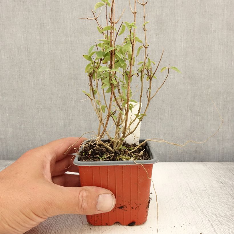 Ejemplar de Philadelphus lemoinei Silberregen - Celinda Maceta de 8/9 cm entregado en verano