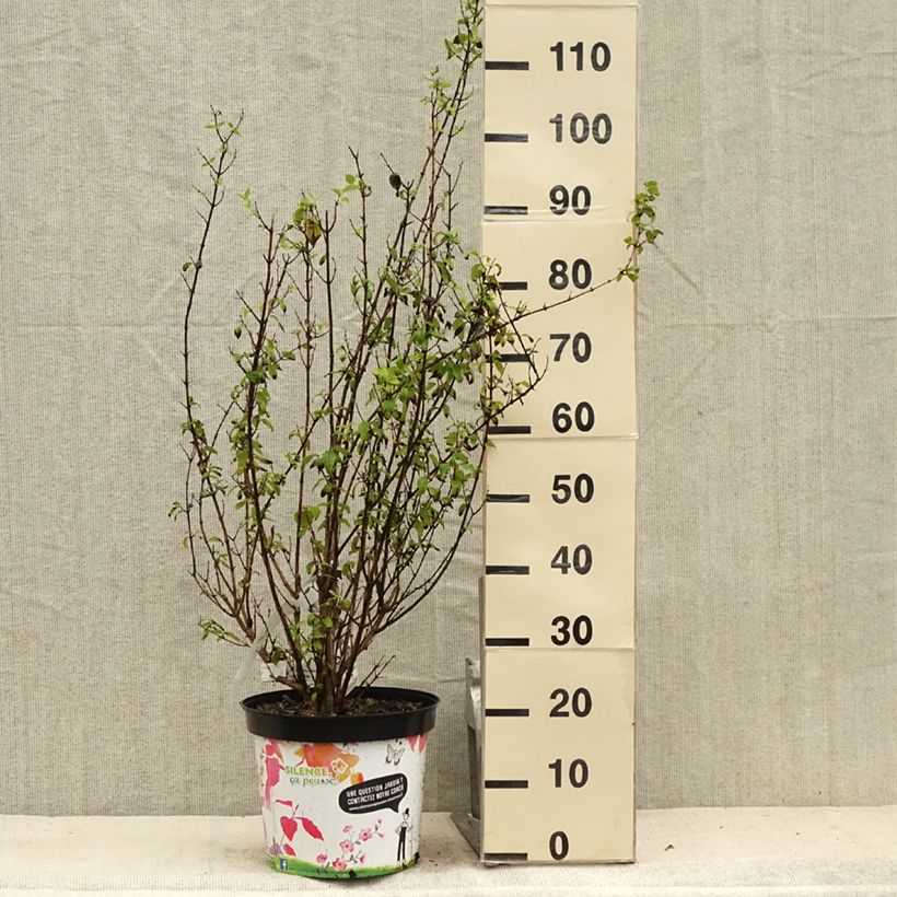 Ejemplar de Seringat - Philadelphus Snowbelle Pot de 7,5L/10L entregado en verano