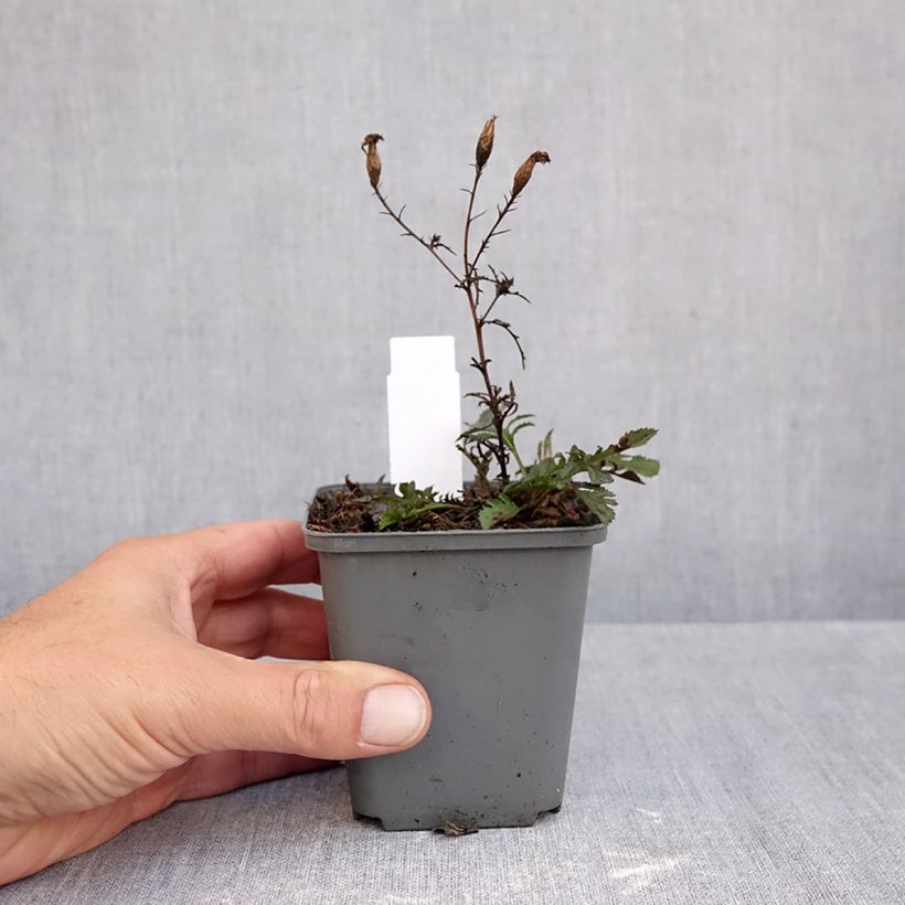 Ejemplar de Serratula tinctoria ssp seoanei Maceta de 8/9 cm entregado en otoño