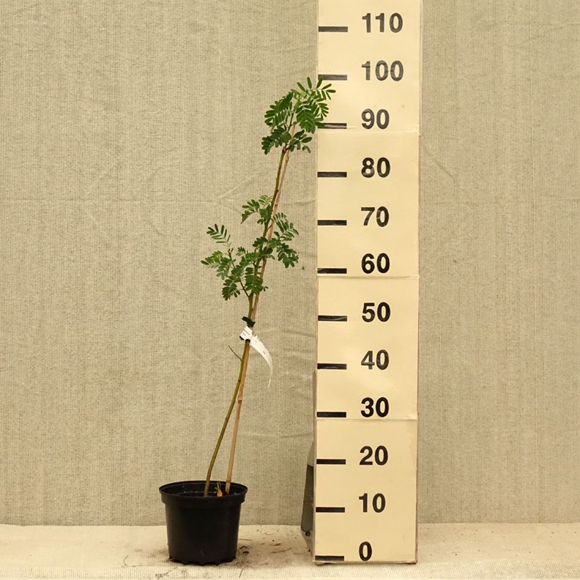 Ejemplar de Sesbania punicea - Sesbania Maceta 2L/3L entregado en verano