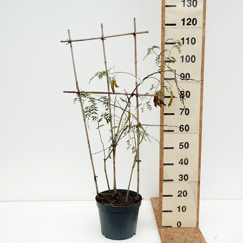 Ejemplar de Sesbania punicea - Sesbania Maceta 7,5L/10L entregado en otoño