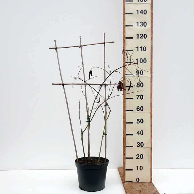 Sesbania punicea - Sesbania Maceta 7,5L/10L Ejemplar entregado en invierno