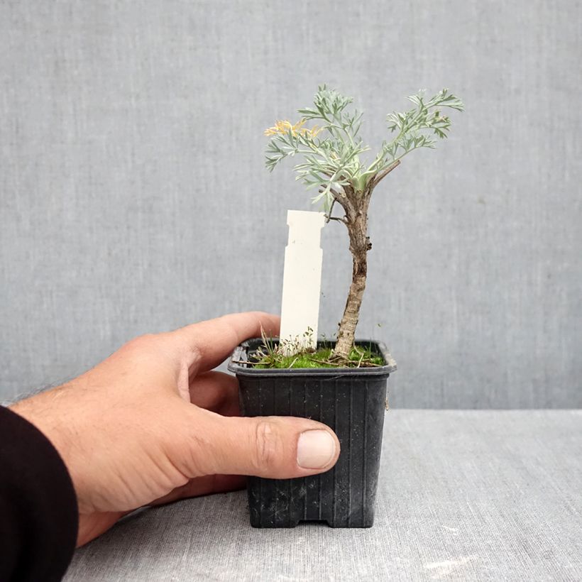 Ejemplar de Seseli gummiferum - Zanahoria luna Maceta de 8/9 cm entregado en otoño