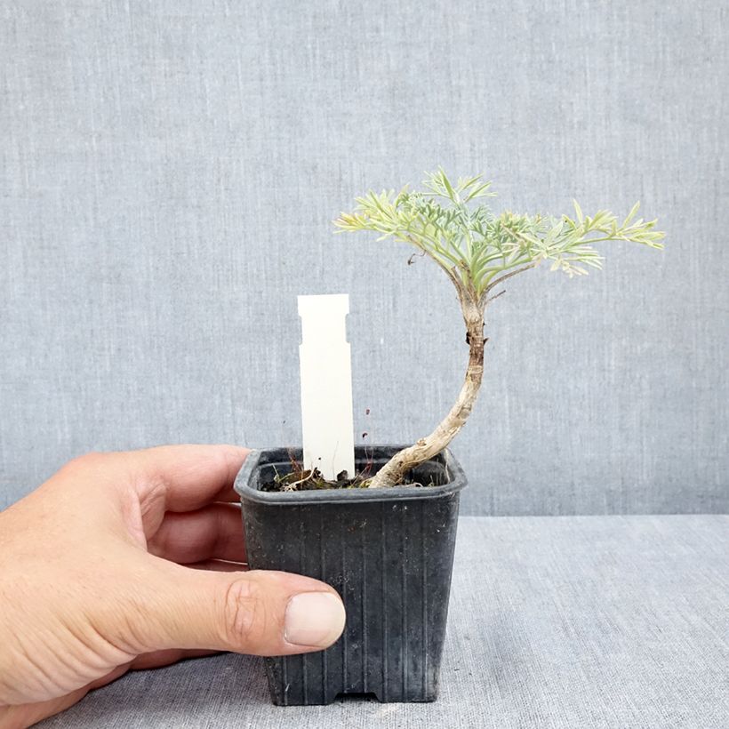Ejemplar de Seseli gummiferum - Zanahoria luna Maceta de 8/9 cm entregado en verano