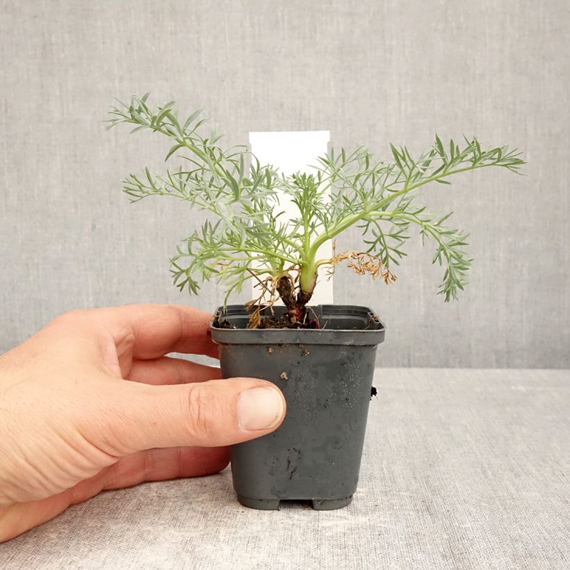 Seseli gummiferum - Zanahoria luna Maceta de 8/9 cm Ejemplar entregado en la primavera