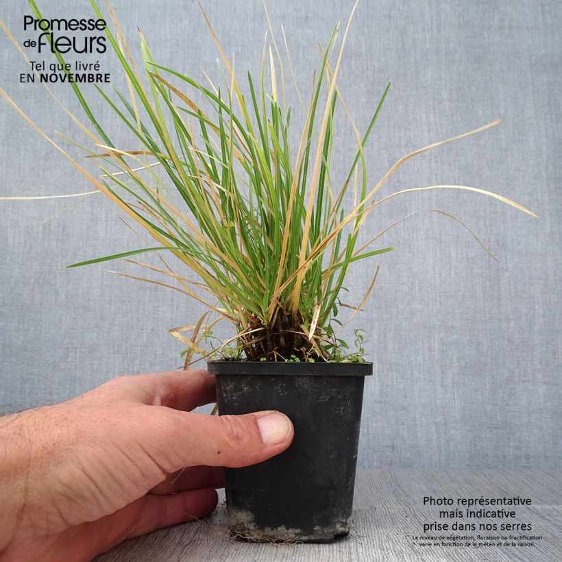 Ejemplar de Sesleria argentea Maceta de 8/9 cm entregado en otoño