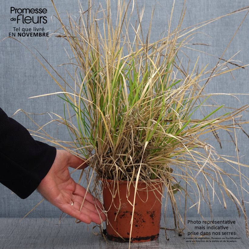 Ejemplar de Sesleria argentea Maceta 1L/1,5L entregado en otoño