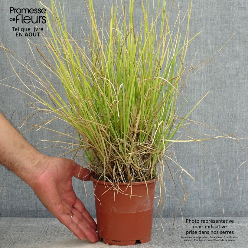 Ejemplar de Sesleria argentea Maceta 1L/1,5L entregado en verano